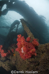 Snorkelling the wrecks of Tangalooma. Moreton island. D20... by Derek Haslam 